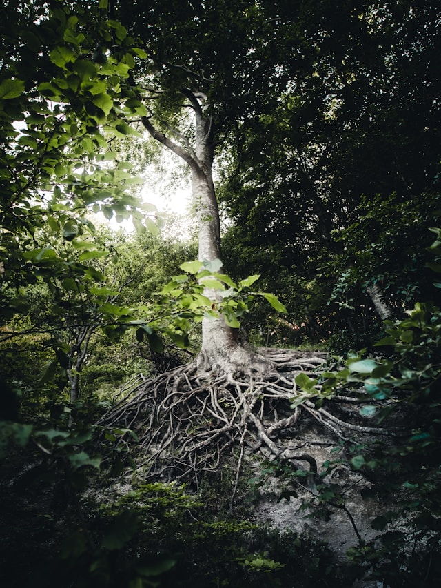Deep Root Fertilization