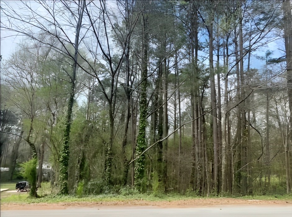 Why Choose Our Tree Removal in Spring